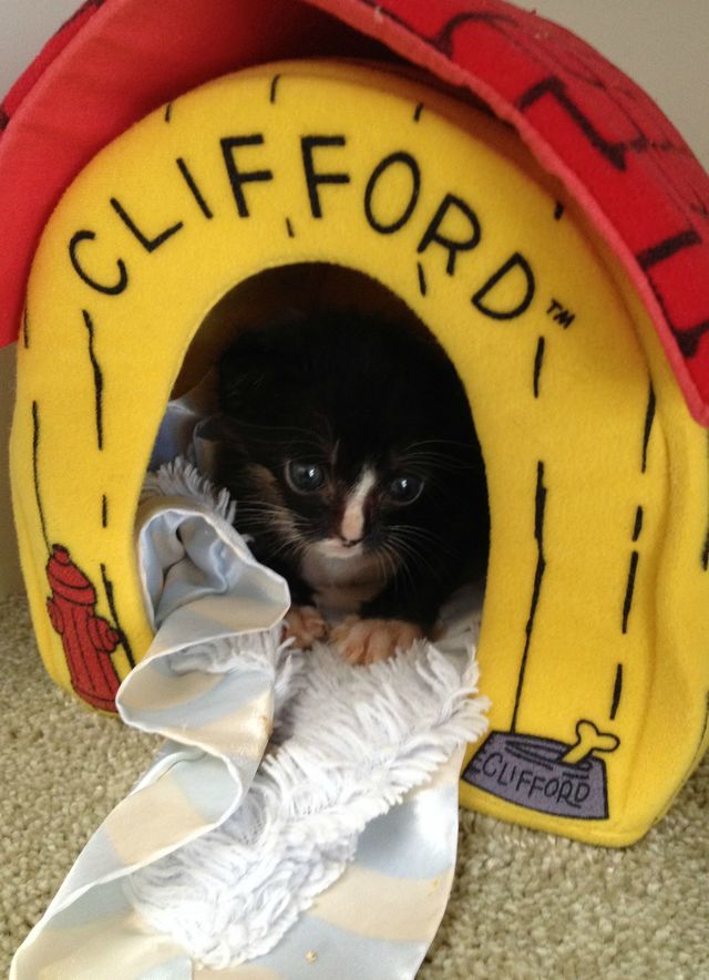 Meet the 29 Cutest Patients in This 24 Hour Kitten Nursery (!!)
