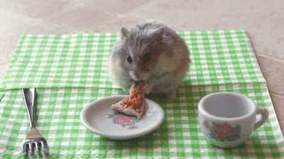 Hamsters Eating Is Exactly What You Need To Get Through The Rest Of The Week