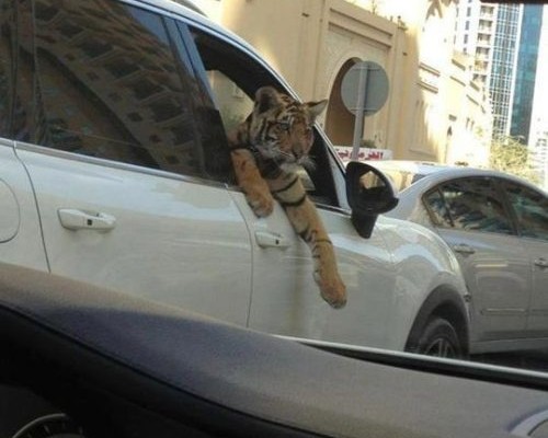 Meanwhile in Dubai