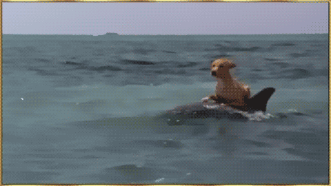 19 Super Dogs That Think They Can Ride Anything They Want