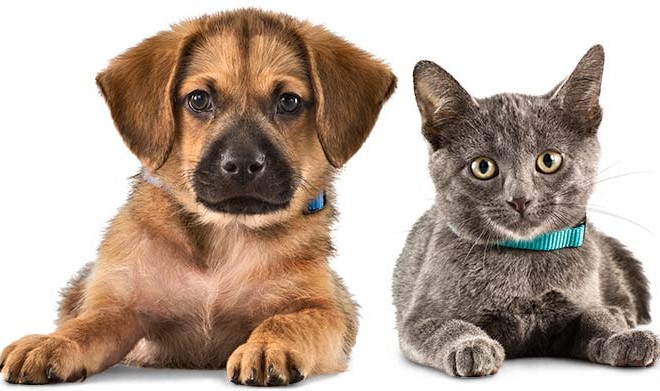 Pets are your companion for every mood.
