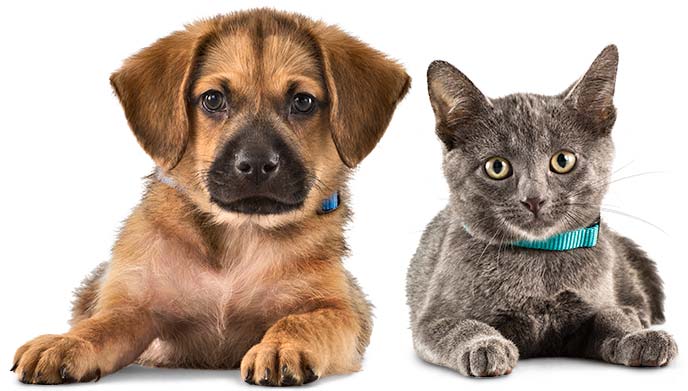Pets are your companion for every mood.