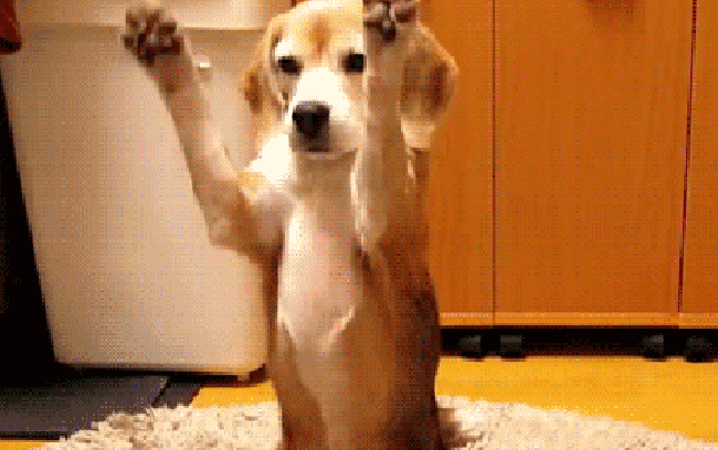 10 Most Adorable Looking Dog Breeds